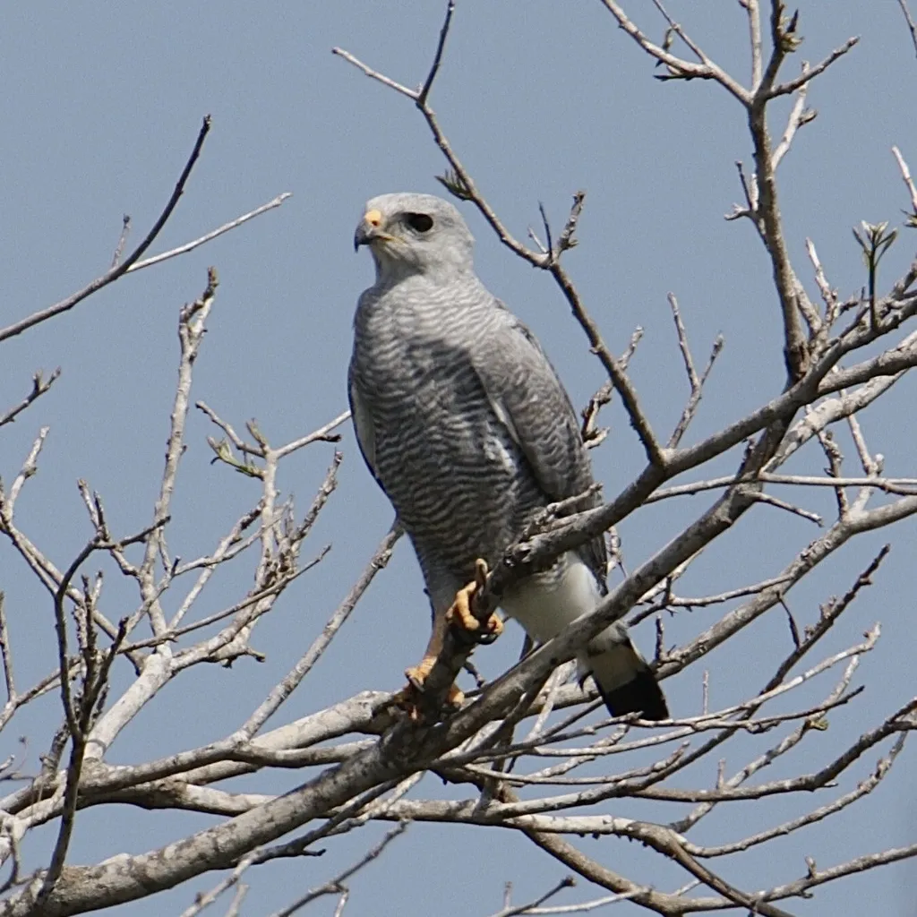 灰纹鵟(Buteo nitidus)