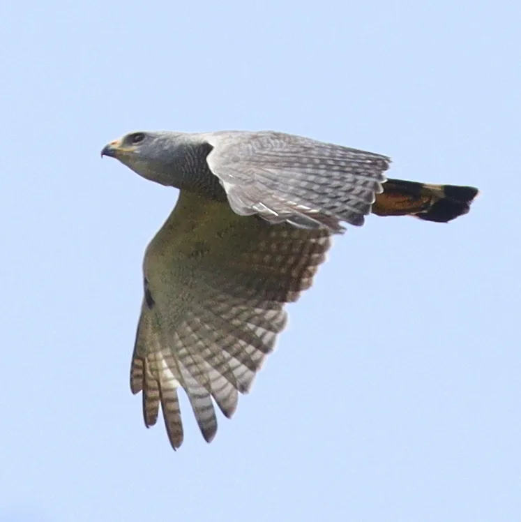 灰纹鵟(Buteo nitidus)