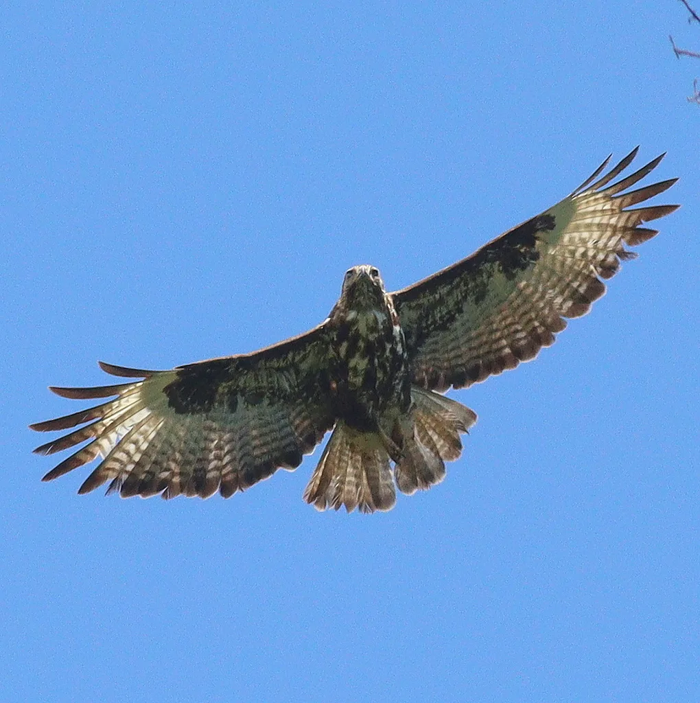 山鵟(Buteo oreophilus)