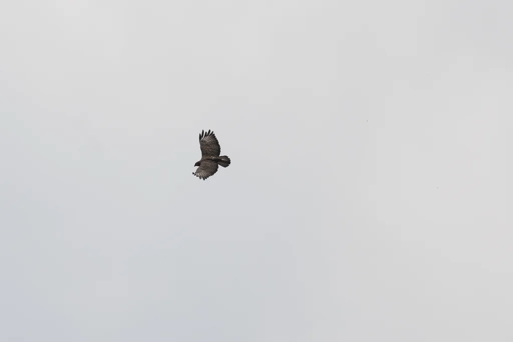 山鵟(Buteo oreophilus)