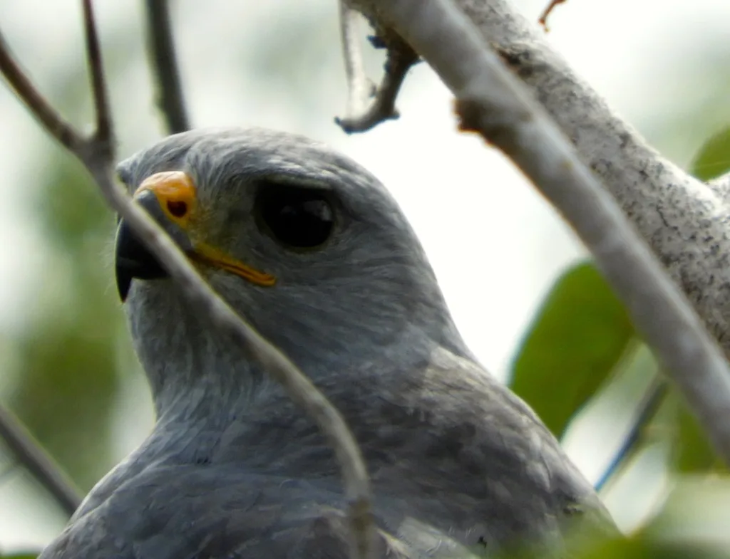 灰鵟(Buteo plagiatus)