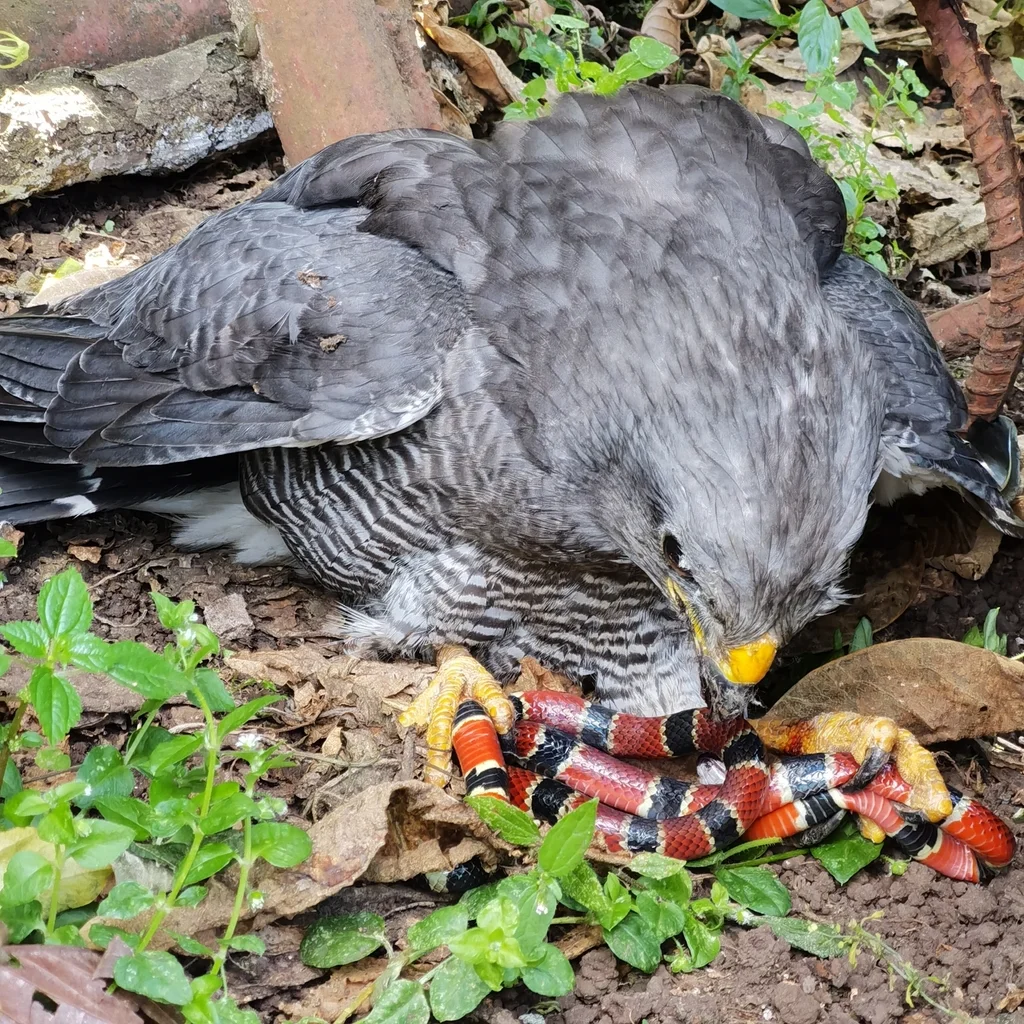 灰鵟(Buteo plagiatus)