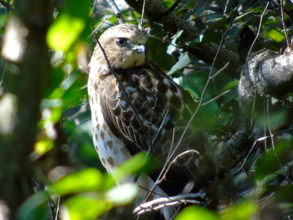巨翅鵟(Buteo platypterus)