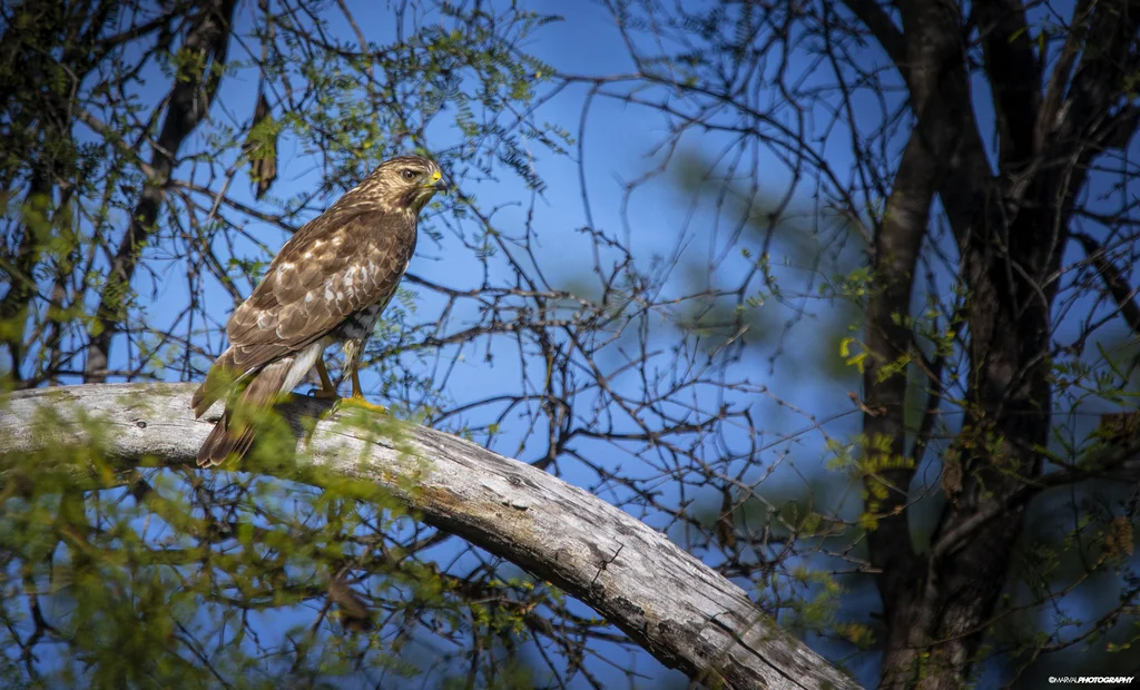 巨翅鵟(Buteo platypterus)