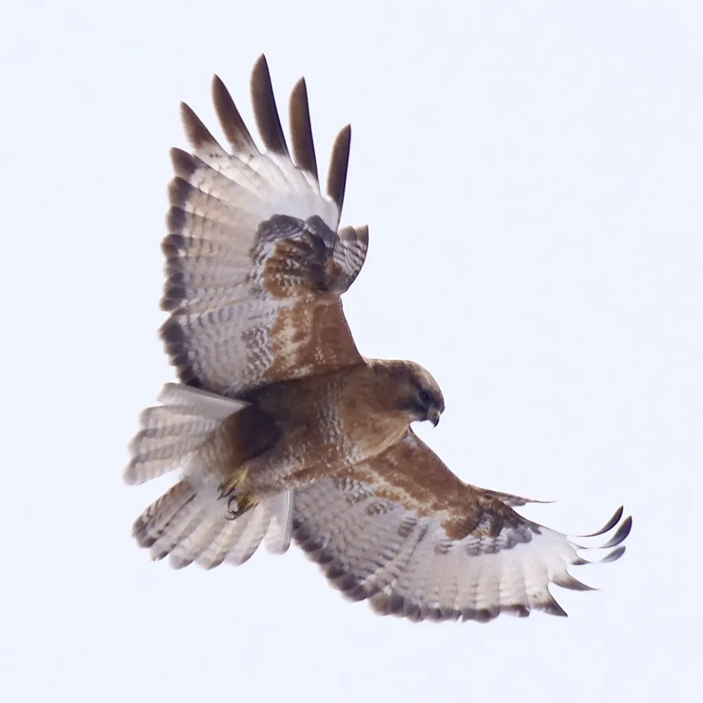 喜山鵟(Buteo refectus)