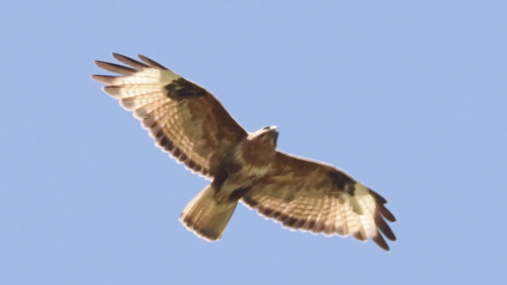 喜山鵟(Buteo refectus)