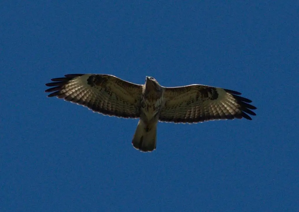 喜山鵟(Buteo refectus)