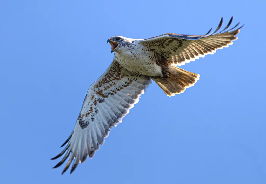 锈色鵟(Buteo regalis)