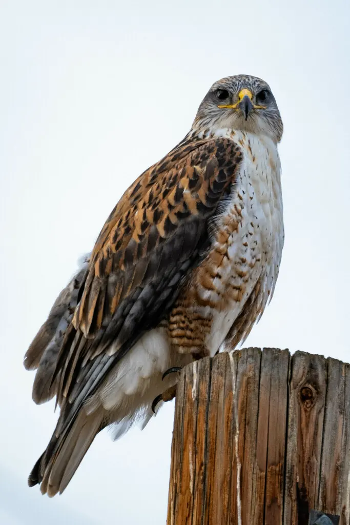 锈色鵟(Buteo regalis)