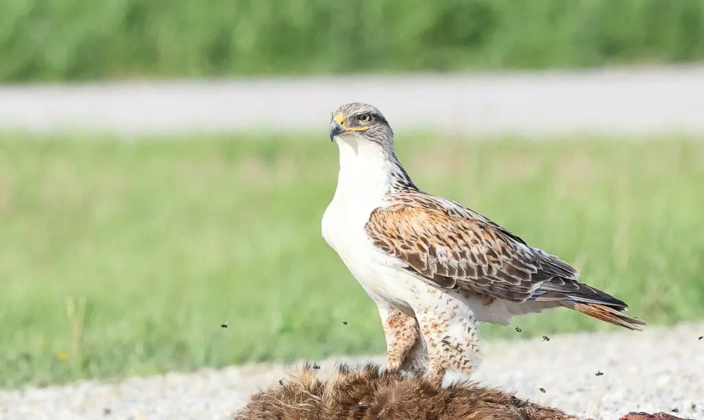 锈色鵟(Buteo regalis)