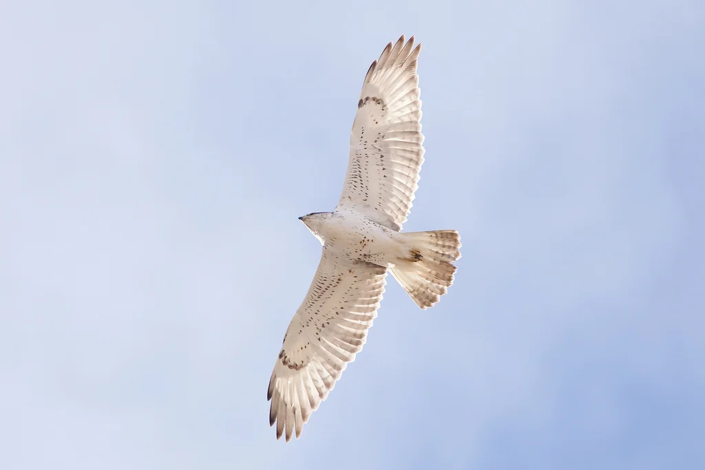 锈色鵟(Buteo regalis)