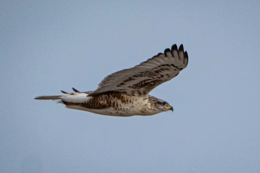 锈色鵟(Buteo regalis)