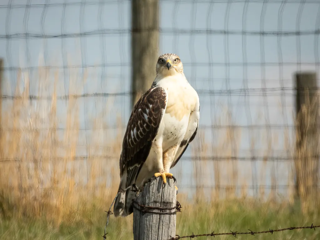 锈色鵟(Buteo regalis)