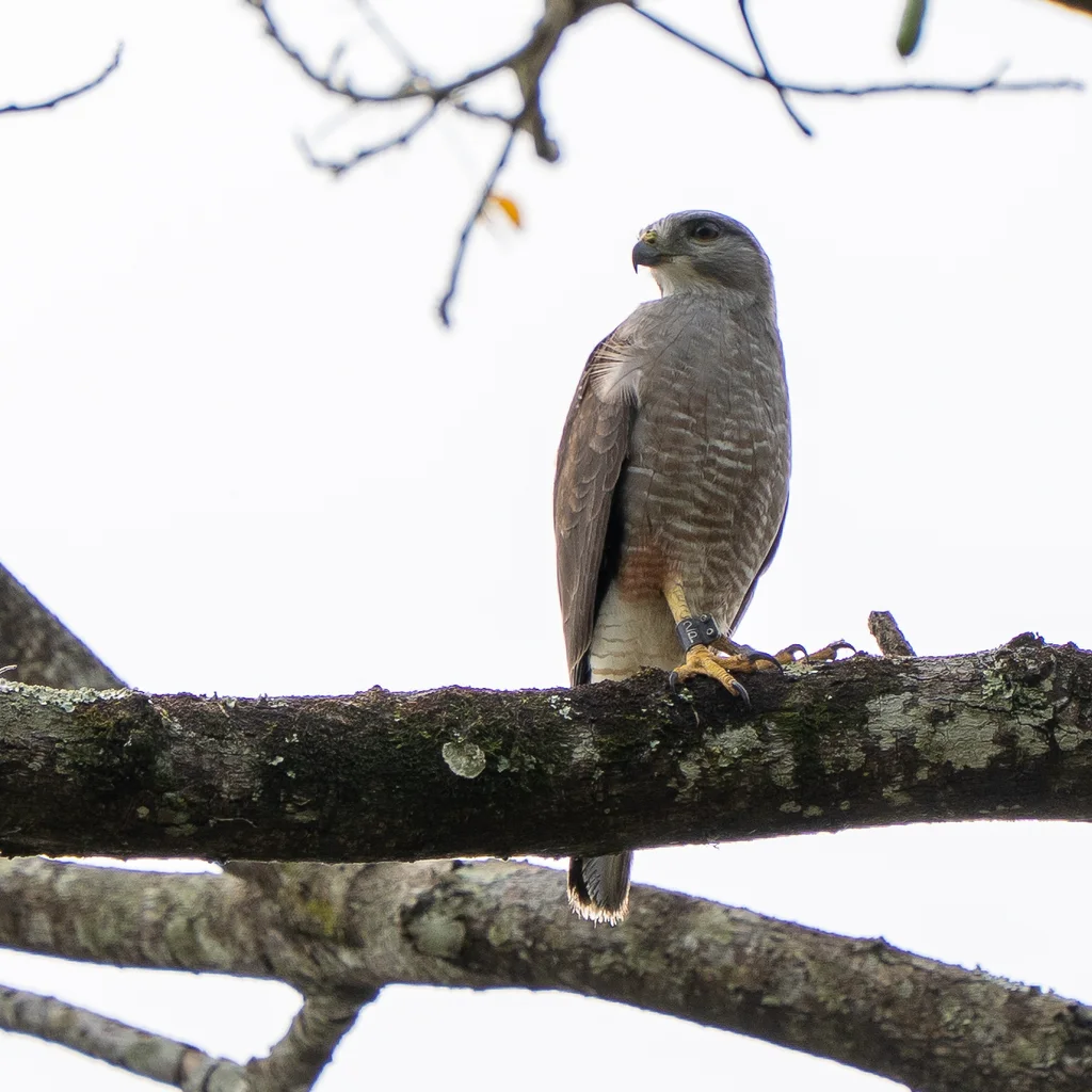 里氏鵟(Buteo ridgwayi)