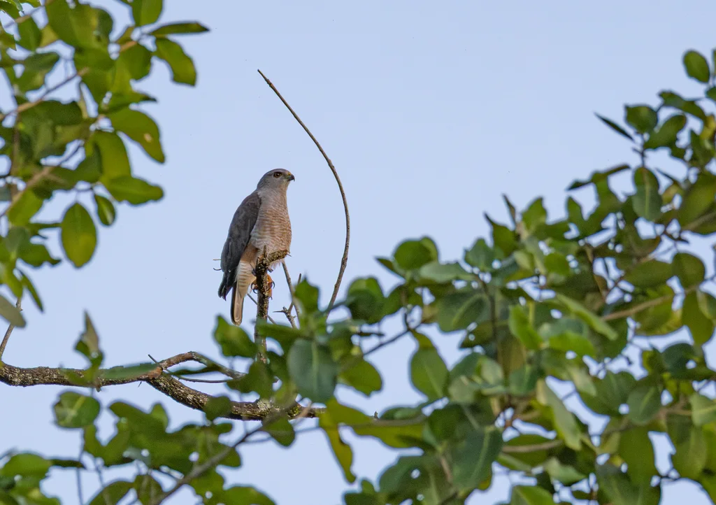 里氏鵟(Buteo ridgwayi)