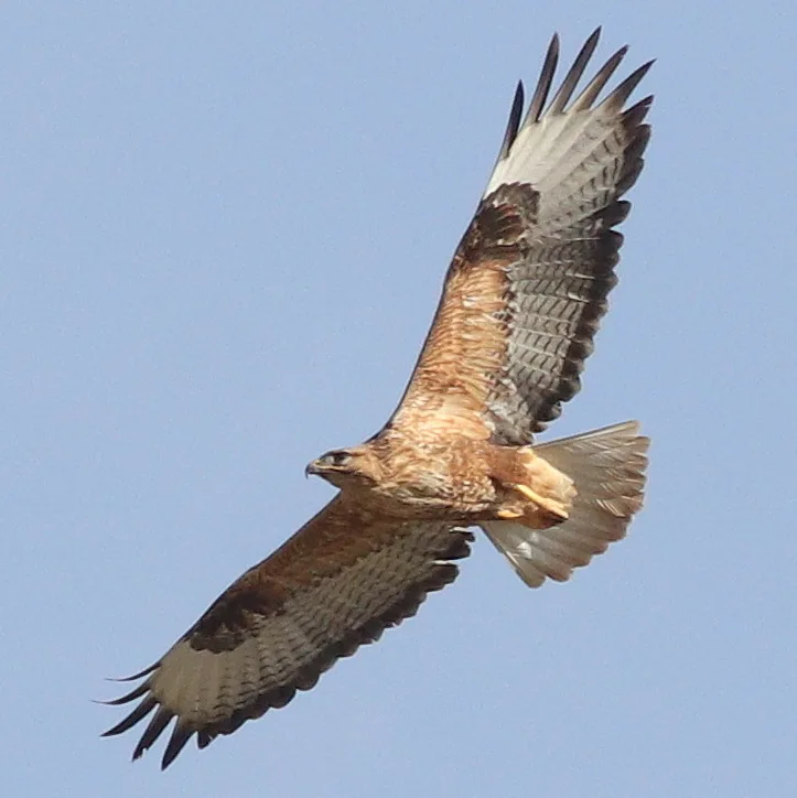 棕尾鵟(Buteo rufinus)