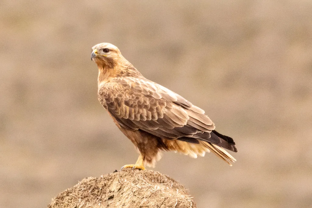 棕尾鵟(Buteo rufinus)