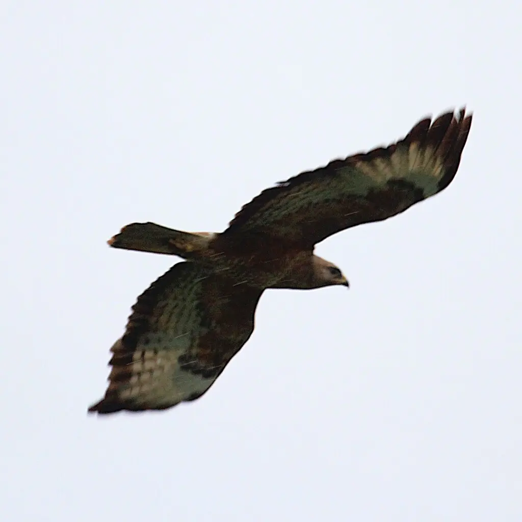棕尾鵟(Buteo rufinus)