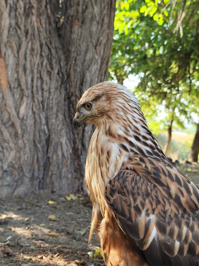 棕尾鵟(Buteo rufinus)