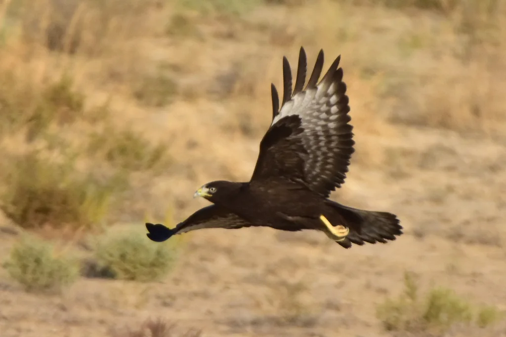 棕尾鵟(Buteo rufinus)