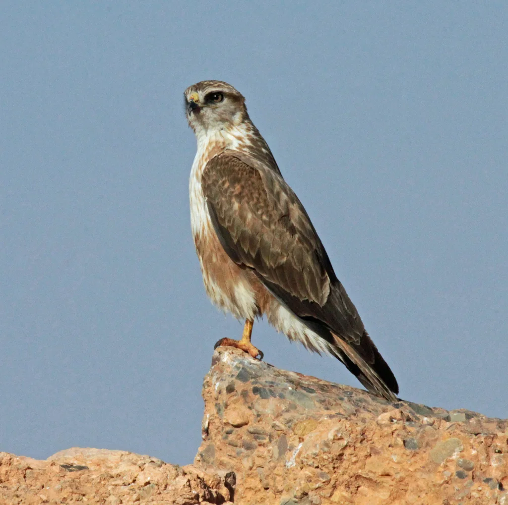棕尾鵟(Buteo rufinus)