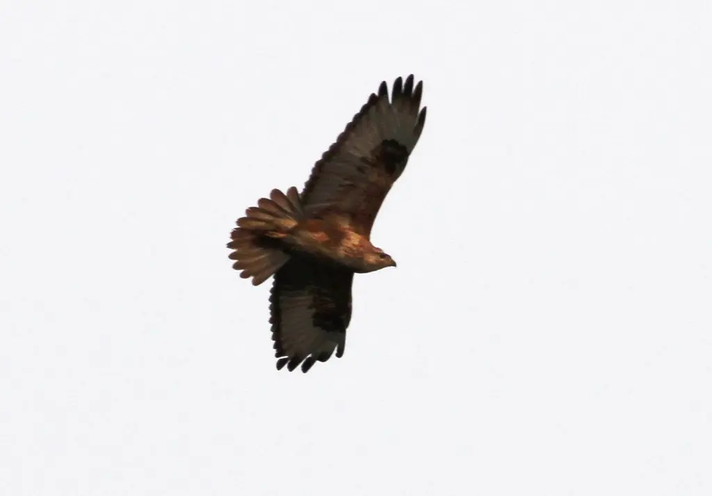 棕尾鵟(Buteo rufinus)