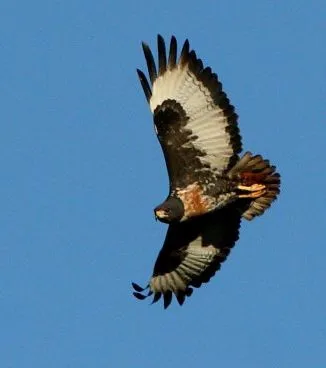 暗棕鵟(Buteo rufofuscus)