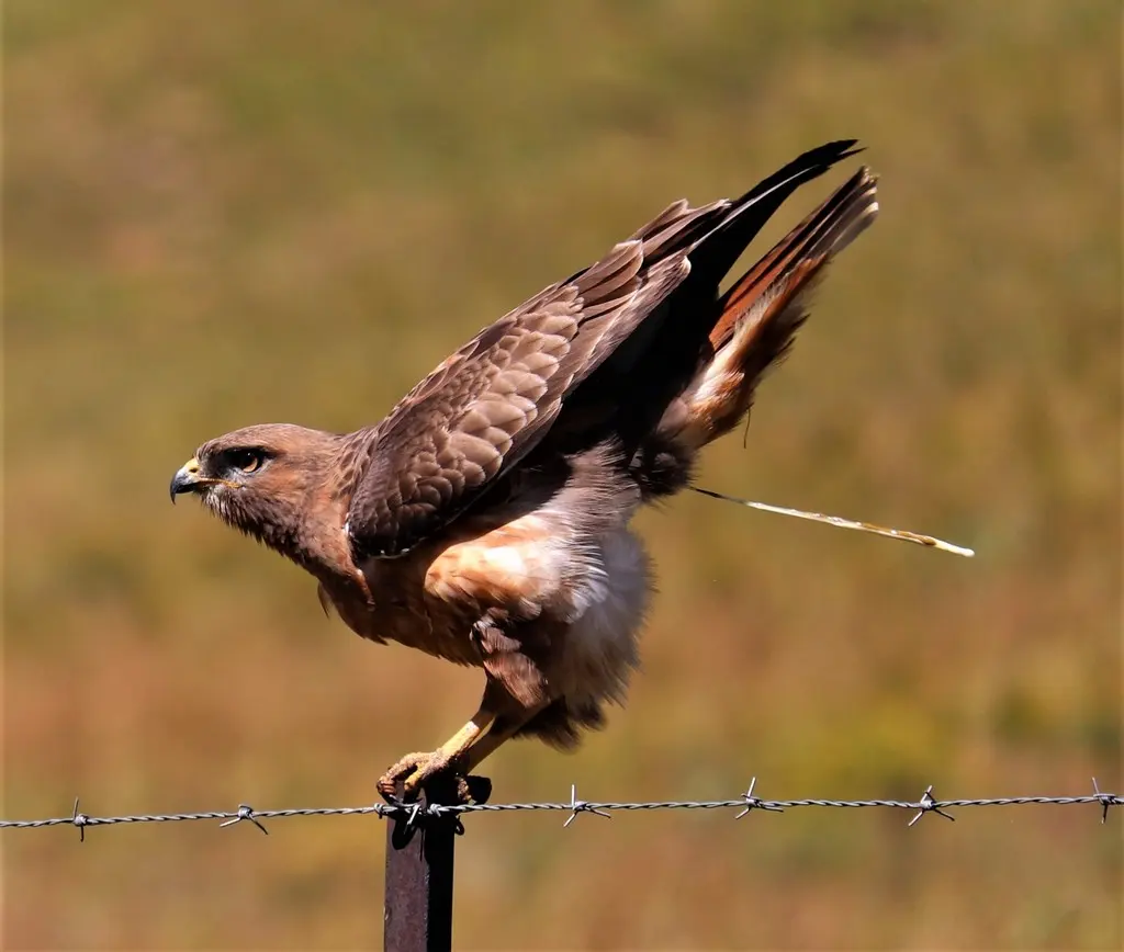 暗棕鵟(Buteo rufofuscus)