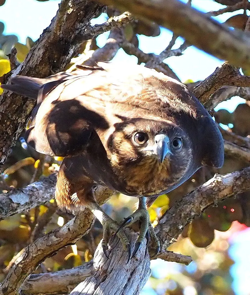 夏威夷鵟(Buteo solitarius)