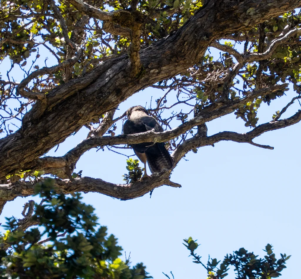 夏威夷鵟(Buteo solitarius)