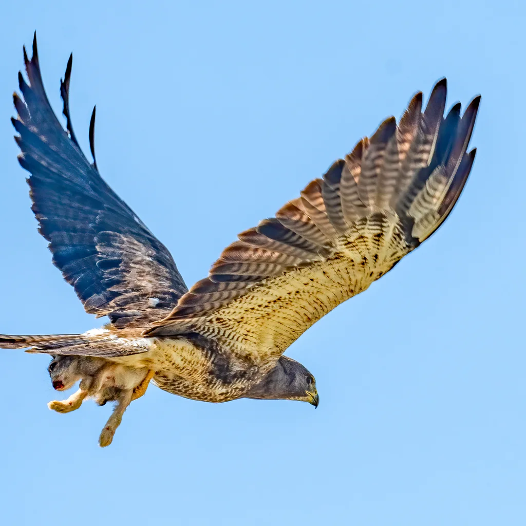 斯氏鵟(Buteo swainsoni)
