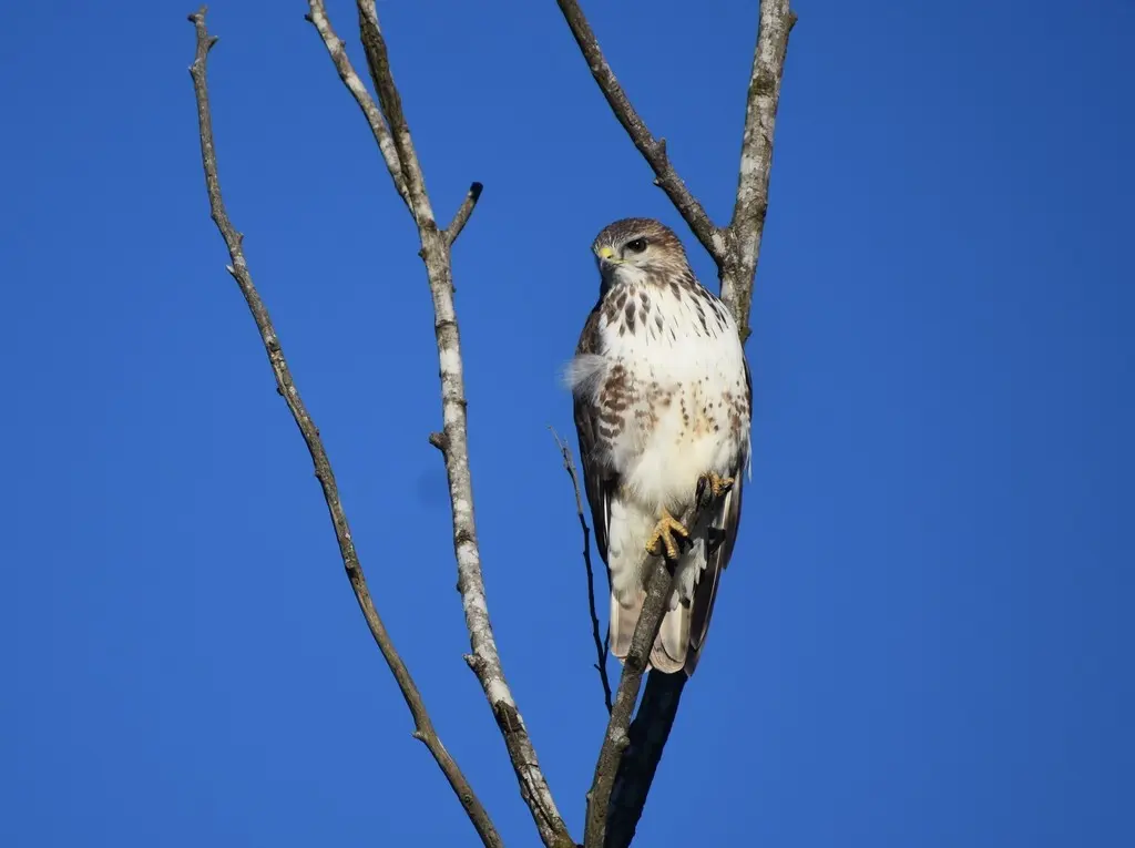 林鵟(Buteo trizonatus)