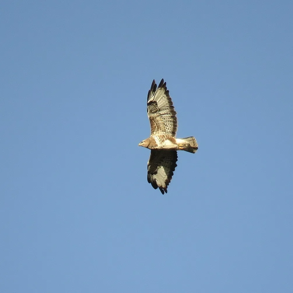 林鵟(Buteo trizonatus)