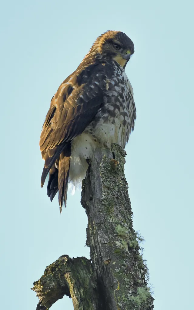 美洲棕尾鵟(Buteo ventralis)