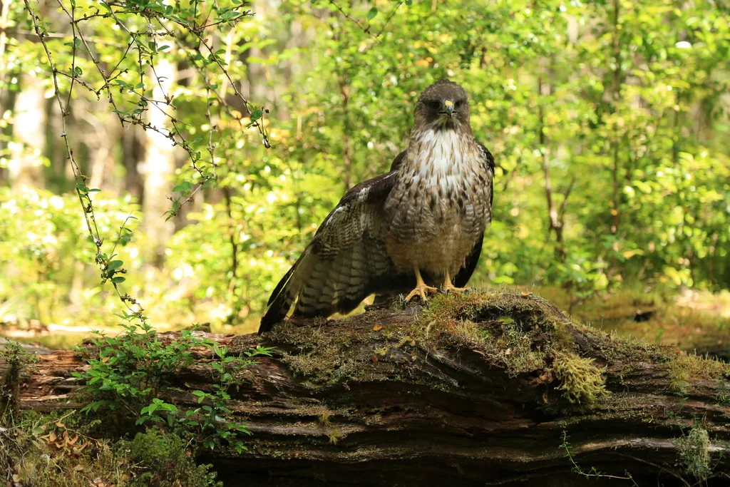 美洲棕尾鵟(Buteo ventralis)