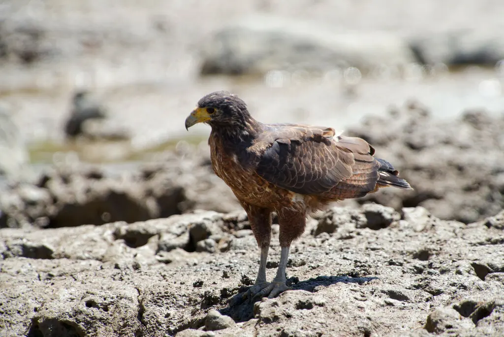 棕鸡鵟(Buteogallus aequinoctialis)