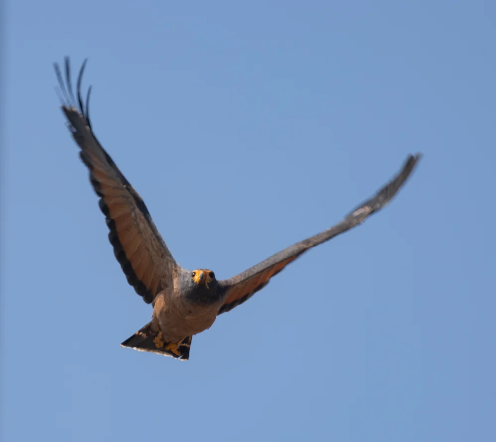 棕鸡鵟(Buteogallus aequinoctialis)