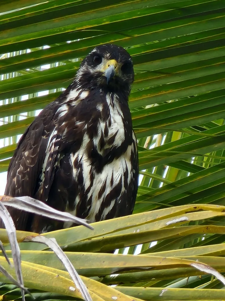 黑鸡鵟(Buteogallus anthracinus)