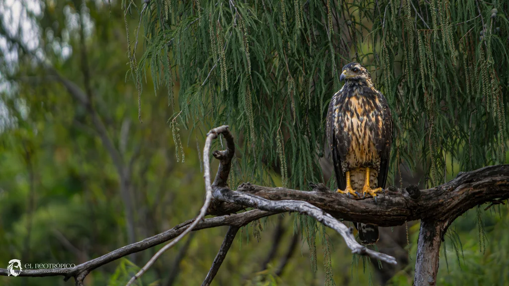 黑鸡鵟(Buteogallus anthracinus)