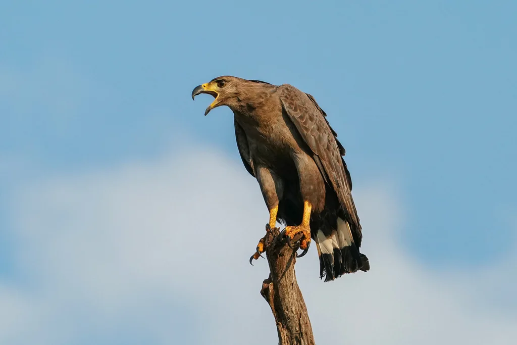冕雕（Buteogallus coronatus）