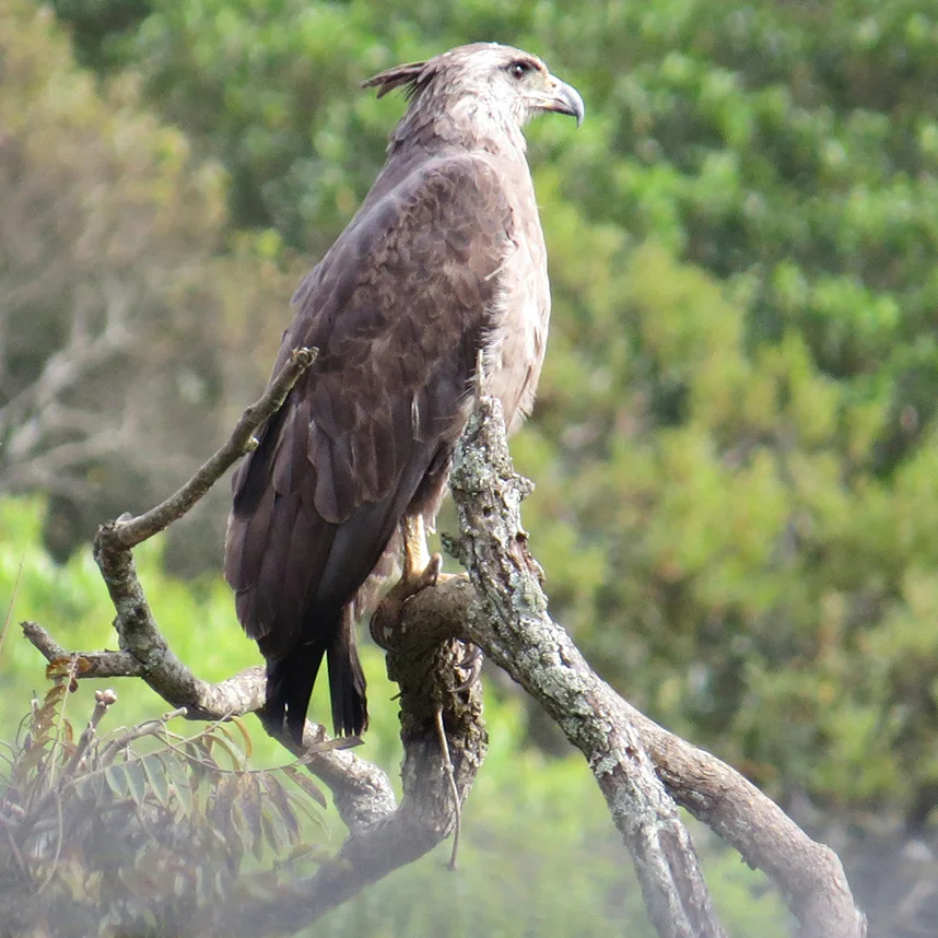 冕雕（Buteogallus coronatus）