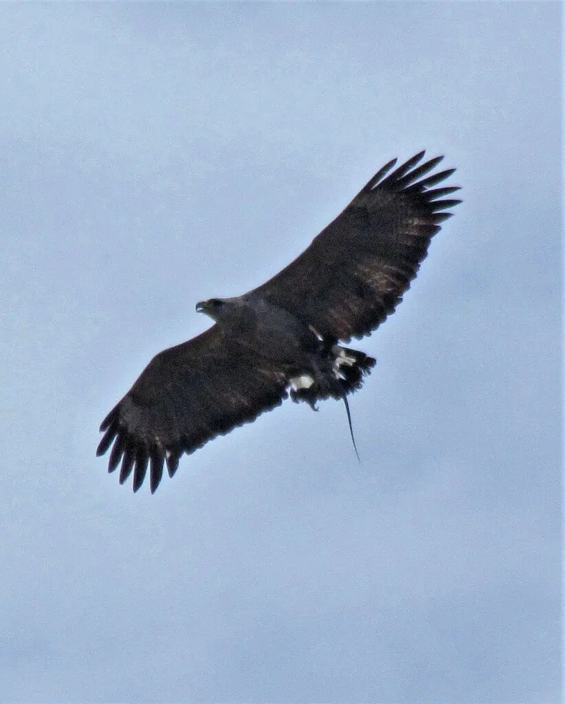 冕雕（Buteogallus coronatus）