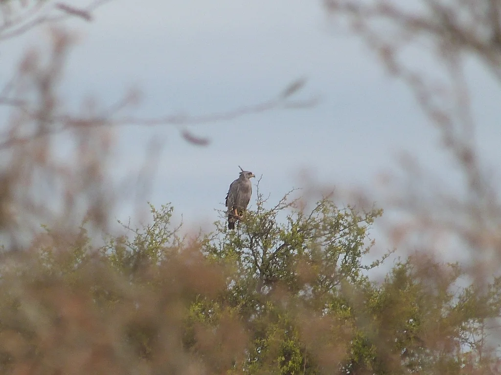 冕雕（Buteogallus coronatus）