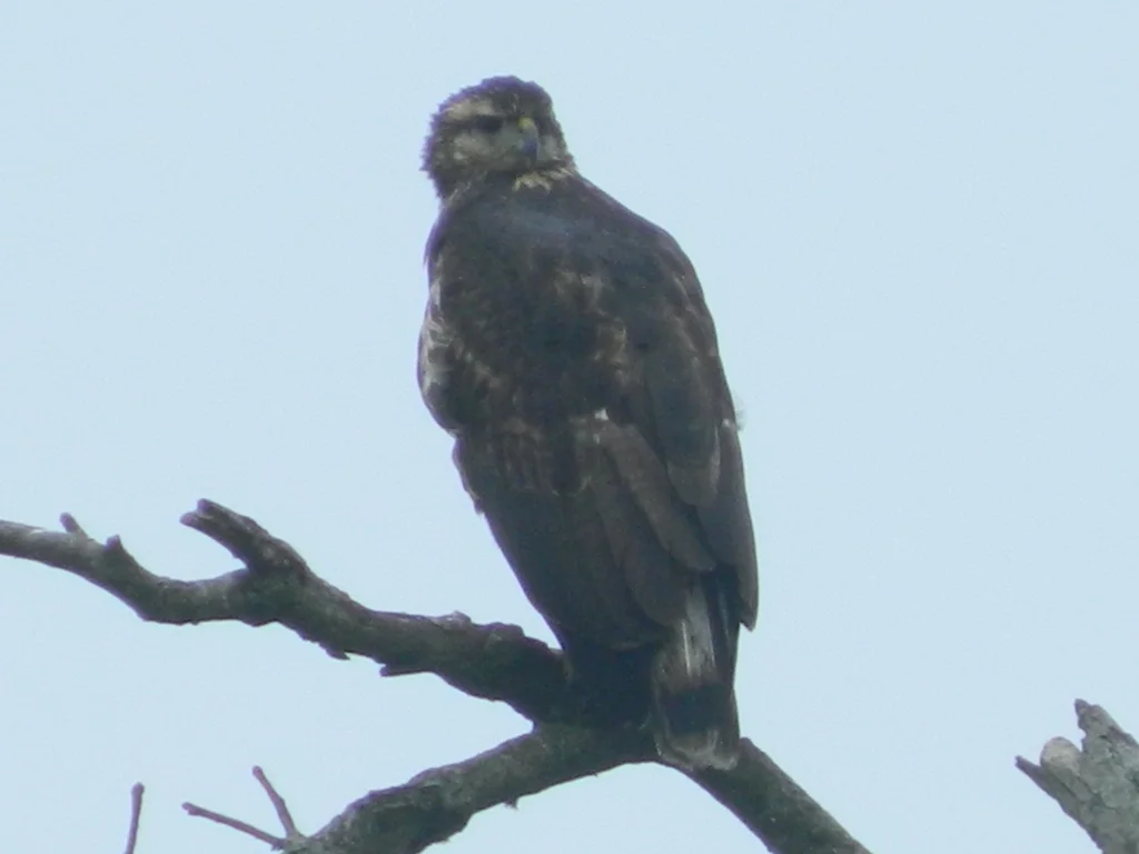 冕雕（Buteogallus coronatus）