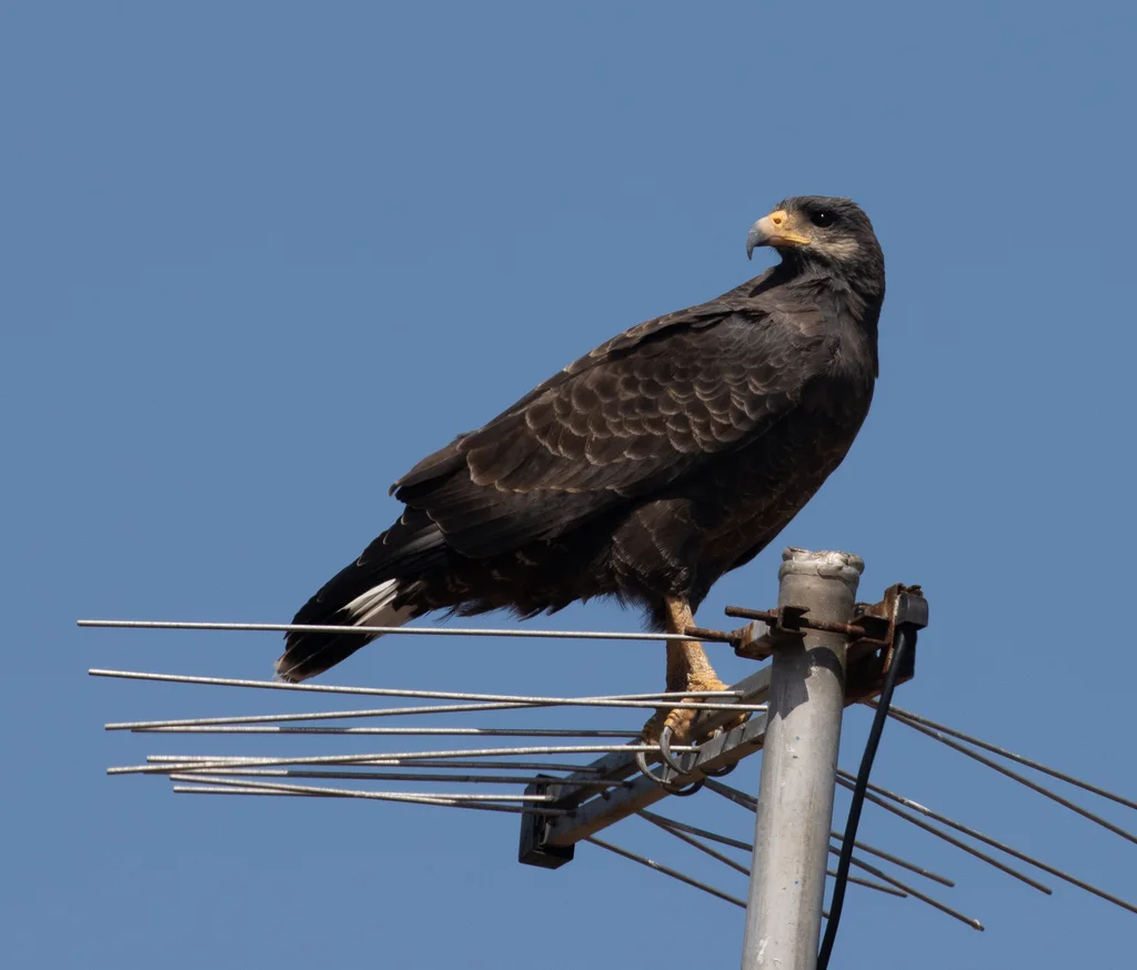 古巴鸡鵟(Buteogallus gundlachii)