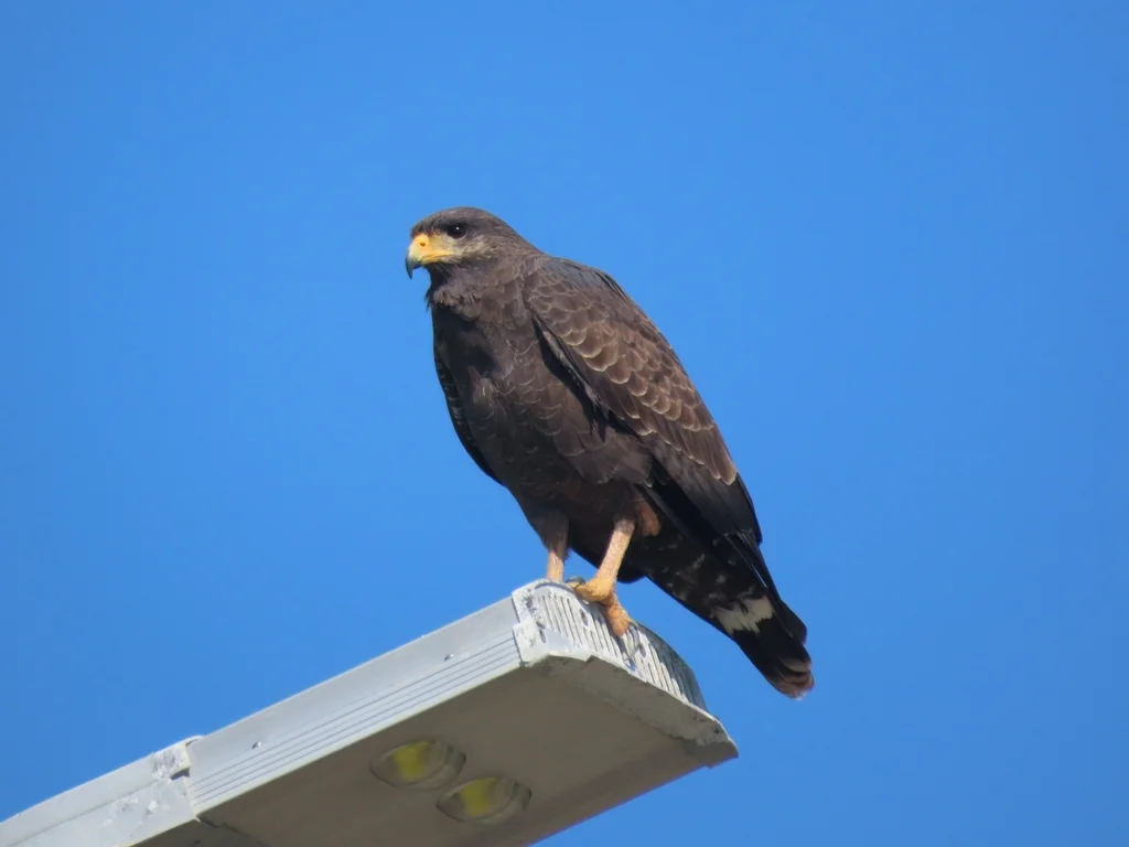 古巴鸡鵟(Buteogallus gundlachii)