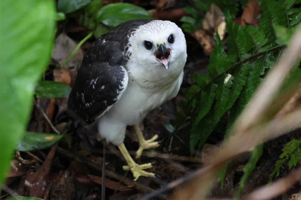 白颈南美鵟(Buteogallus lacernulatus)