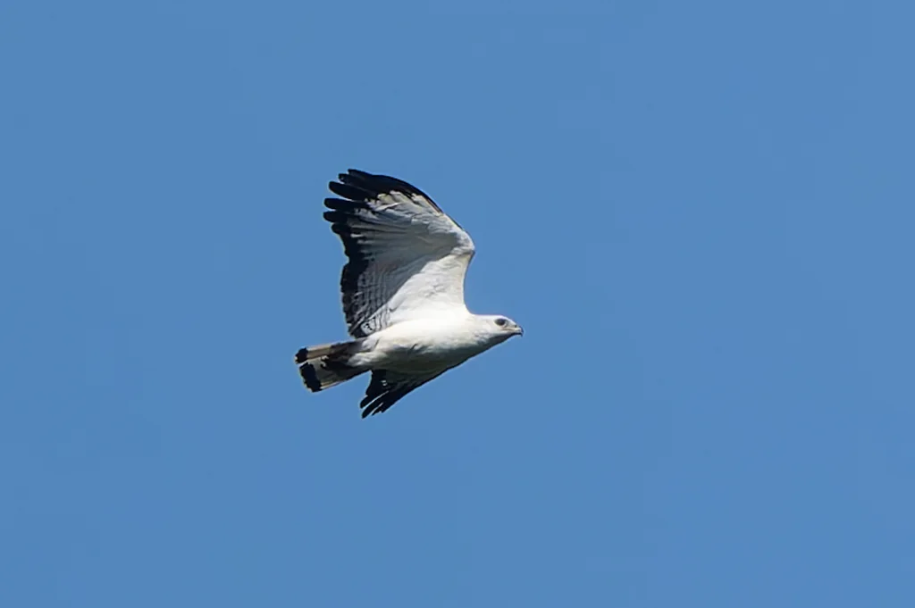 白颈南美鵟(Buteogallus lacernulatus)