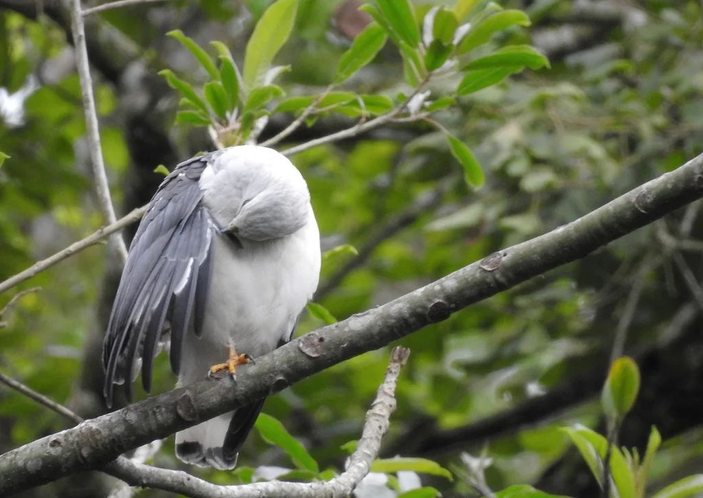 白颈南美鵟(Buteogallus lacernulatus)