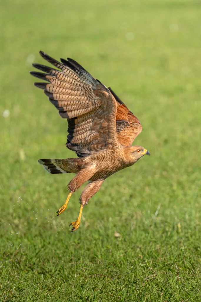 草原鸡鵟(Buteogallus meridionalis)